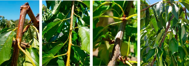 Ways to manage cherry shoot growth & increase bud development